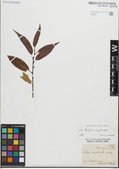 Foto von Salix fragilis L. x Salix pentandra L.
